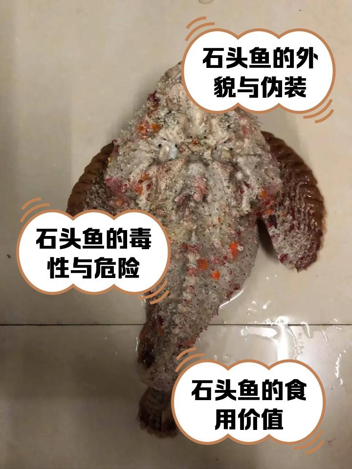 石頭魚為何要盡量少吃【關于石頭魚的一些問題】
