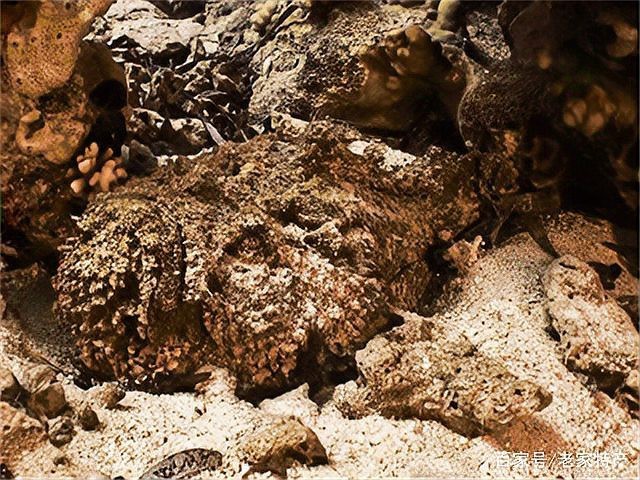 石頭魚為何要盡量少吃【關于石頭魚的一些問題】