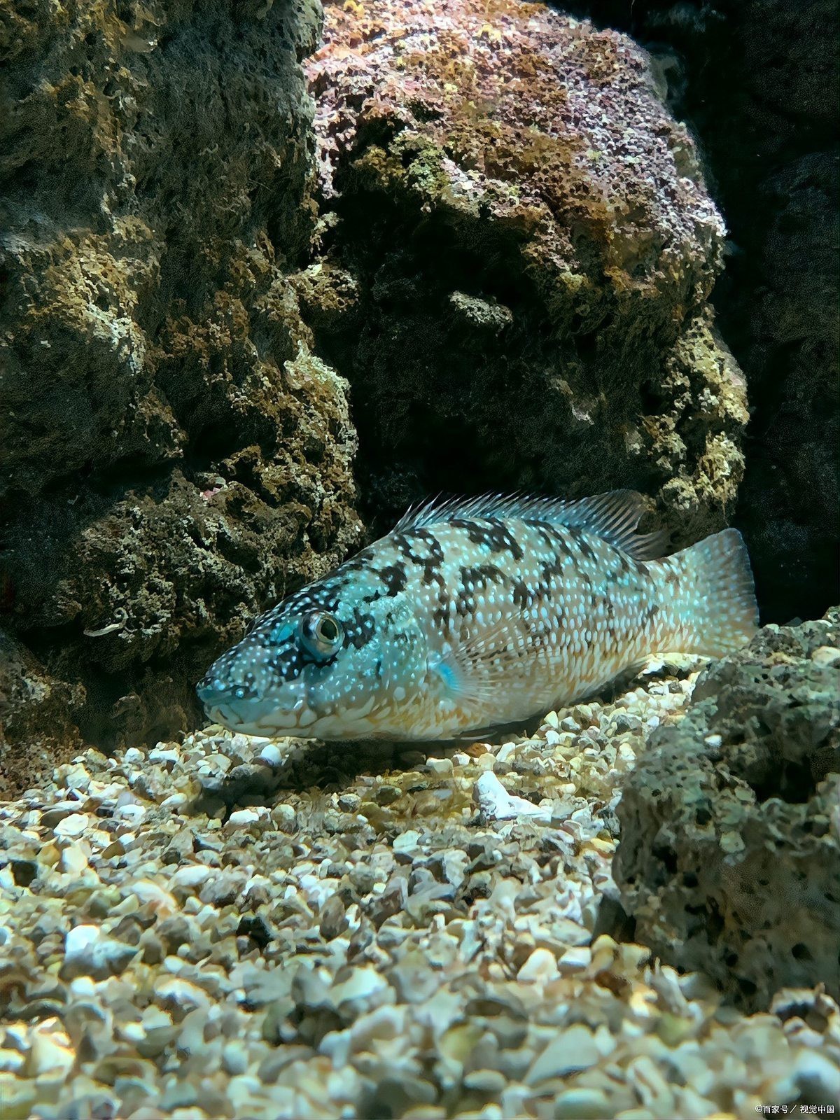 石頭魚為何要盡量少吃【關于石頭魚的一些問題】