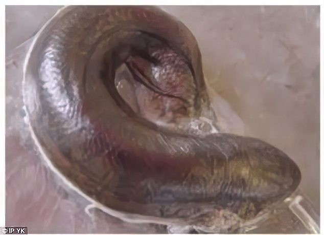 肺魚滅絕了嗎【地球上最古老的脊椎動物之一，非洲肺魚的生存能力在非洲】