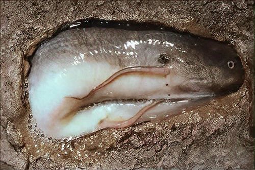 肺魚滅絕了嗎【地球上最古老的脊椎動物之一，非洲肺魚的生存能力在非洲】