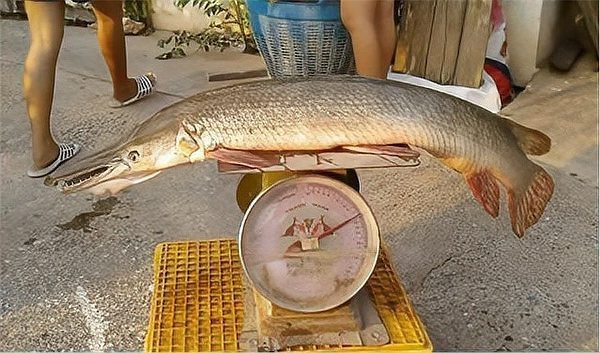 鱷雀鱔能吃嗎食用方法【鱷雀鱔的食用風險、處理方式及烹飪方式】