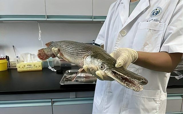 鱷雀鱔能吃嗎食用方法【鱷雀鱔的食用風險、處理方式及烹飪方式】