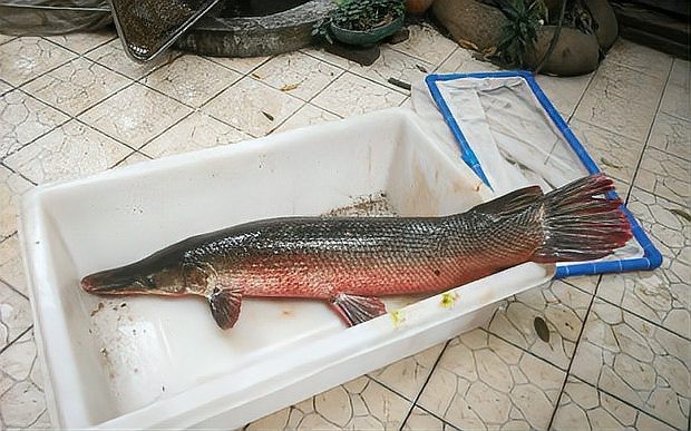 鱷雀鱔能吃嗎食用方法【鱷雀鱔的食用風險、處理方式及烹飪方式】