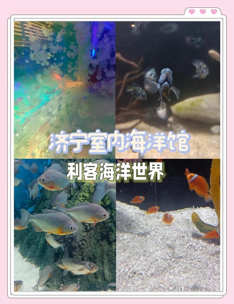 濟寧水族店【濟寧市水族店業態豐富，涵蓋生態養殖、觀賞魚銷售、水族設備等多個領域】