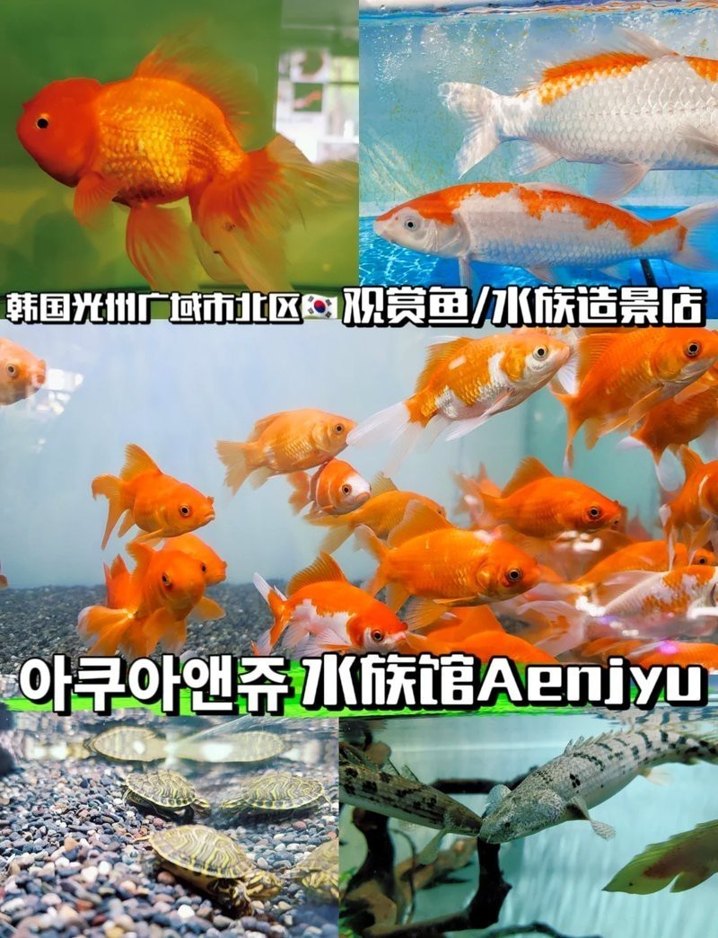 韓城水族店【愛企查韓城市義堂水族生活館怎么樣】