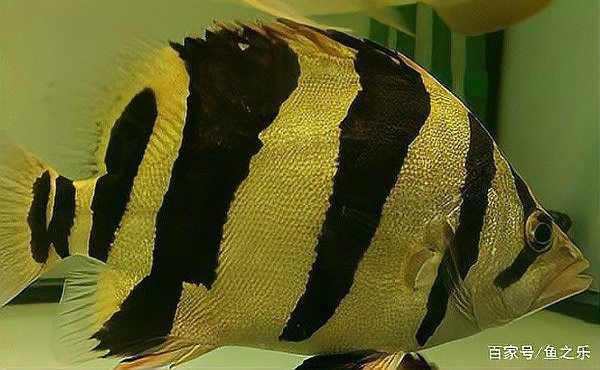 虎魚泡藥變硬了最快解決方法【虎魚因藥物處理導致身體硬化的情況需要綜合治療】