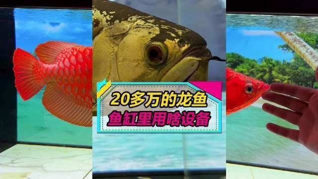 龍魚缸需要哪些特殊設備？【龍魚缸特殊設備配置需根據龍魚品種、魚缸尺寸及水質管理需求綜合選擇】