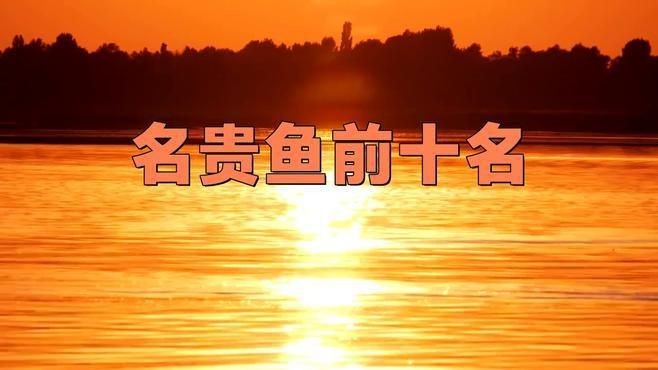 中國最貴的10種觀賞魚【揭秘中國天價魚王,你見過嗎】