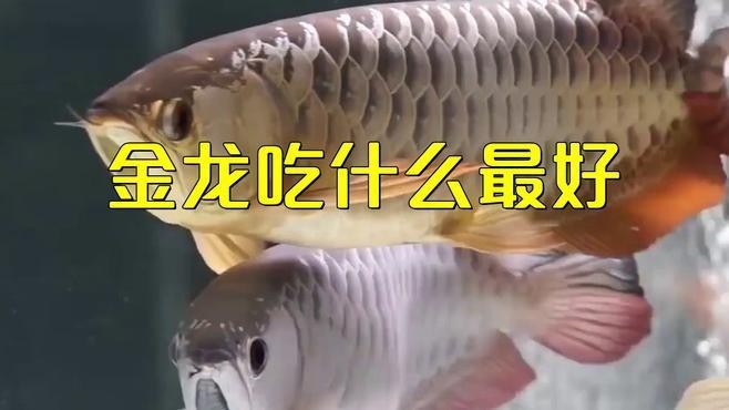 金龍魚喂什么食物最好【金龍魚吃什么飼料】