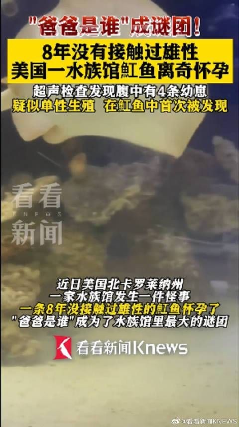 魟魚懷孕最明顯癥狀【如何判斷魟魚是否懷孕】 龍魚論壇 第6張 魟魚懷孕最明顯癥狀【如何判斷魟魚是否懷孕】 魟魚懷孕最明顯癥狀【如何判斷魟魚是否懷孕】 龍魚論壇 第6張