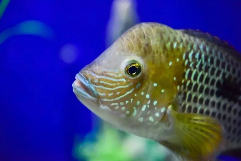 皇冠魚最愛吃的三種東西【皇冠魚最愛吃的三種食物及其科學喂養指南】