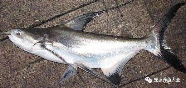 淡水白鯊魚圖片【“淡水大白鯊”稱霸非洲剛果河，體長超1.8米】