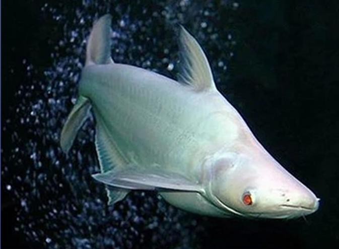 淡水白鯊魚圖片【“淡水大白鯊”稱霸非洲剛果河，體長超1.8米】