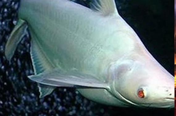 淡水白鯊魚圖片【“淡水大白鯊”稱霸非洲剛果河，體長超1.8米】