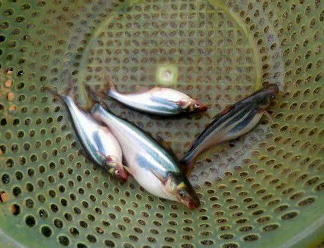 淡水白鯊魚圖片【“淡水大白鯊”稱霸非洲剛果河，體長超1.8米】