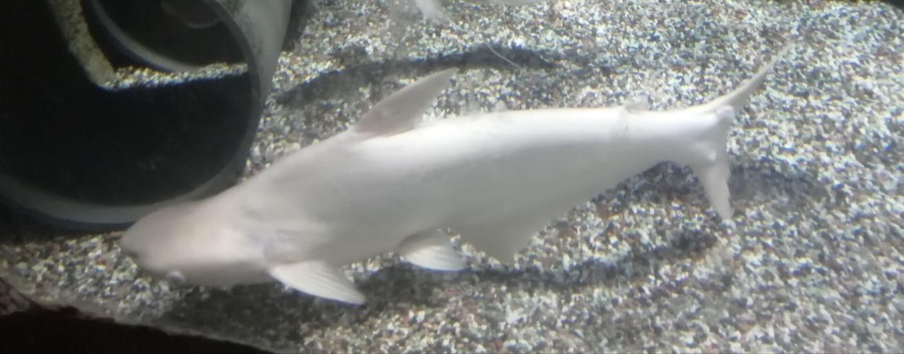 淡水白鯊魚圖片【“淡水大白鯊”稱霸非洲剛果河，體長超1.8米】