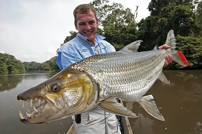 淡水白鯊魚圖片【“淡水大白鯊”稱霸非洲剛果河，體長超1.8米】