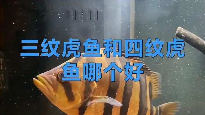 虎魚三紋和四紋哪個更值得購買【印尼三紋虎魚和印尼虎魚哪個好，三紋虎魚和印尼虎魚哪個好】