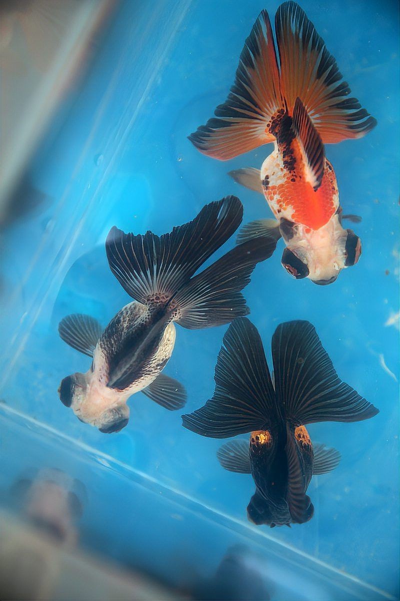 蝴蝶鯉多大就不跳缸了【蝴蝶鯉能長多大】