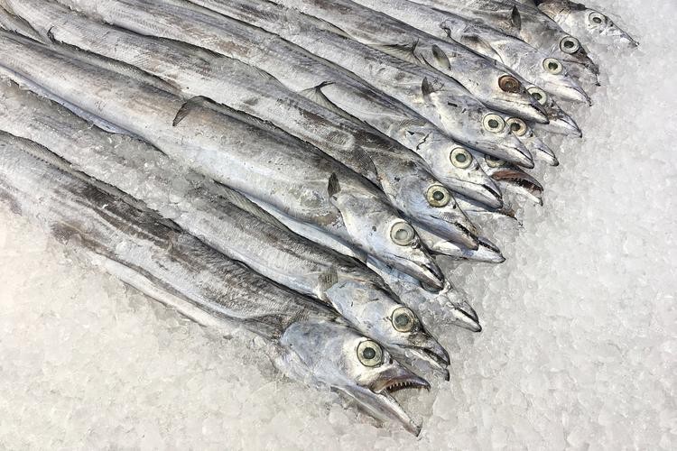 刀魚圖片大全【刀魚圖文解析】