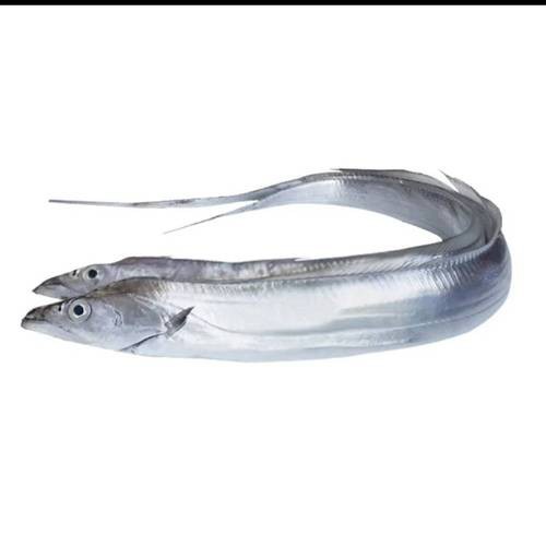 刀魚圖片大全【刀魚圖文解析】