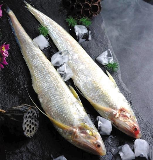 刀魚圖片大全【刀魚圖文解析】