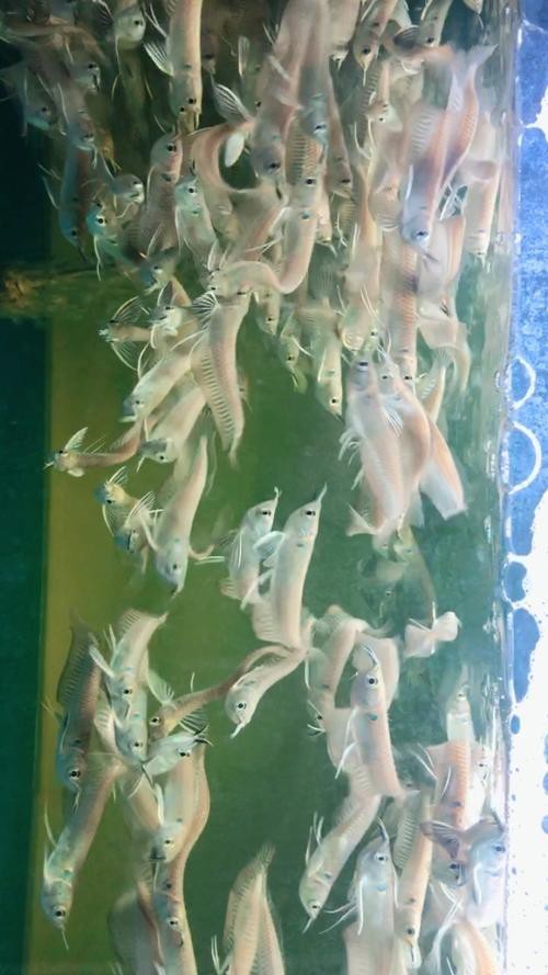 能提供幾張高清的銀龍魚幼苗圖片嗎？【銀龍魚幼苗可以查看嗎？】