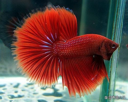 龍魚內臟受損后如何急救？【楊君迷濃韻周lady地球取暖指南針,水族圈排毒救星是什么】
