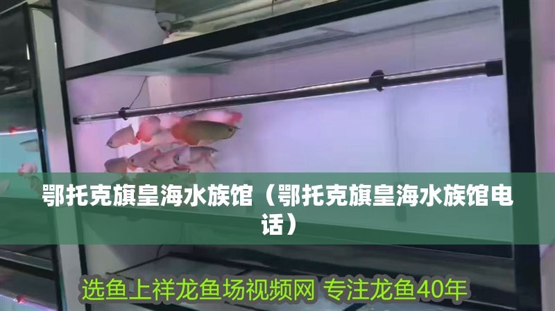 鄂托克水族店【鄂托克旗及鄂托克前旗地區的水族館/水族店信息】