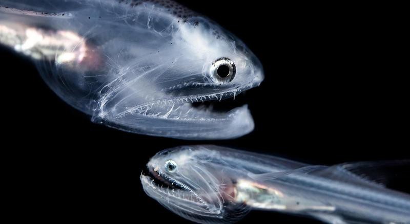 能詳細描述一下龍頭魚嗎？【東莞奇遇：男子釣獲龍頭魚，神秘身份引熱議！】