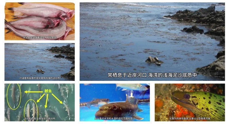 能詳細描述一下龍頭魚嗎？【東莞奇遇：男子釣獲龍頭魚，神秘身份引熱議！】