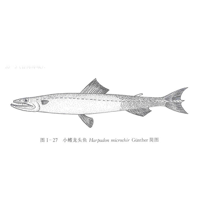 能詳細描述一下龍頭魚嗎？【東莞奇遇：男子釣獲龍頭魚，神秘身份引熱議！】