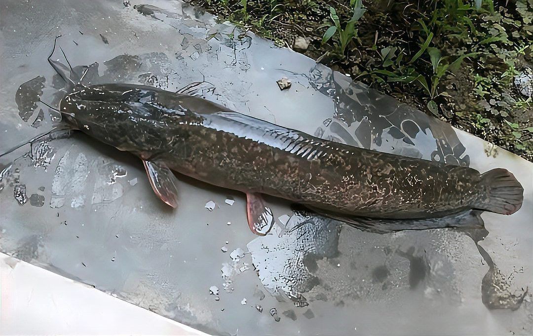 廣東埃及鯰魚能吃嗎【埃及塘鲺、革胡子鯰“變臟”之謎，釣魚人木木“變臟”之謎】