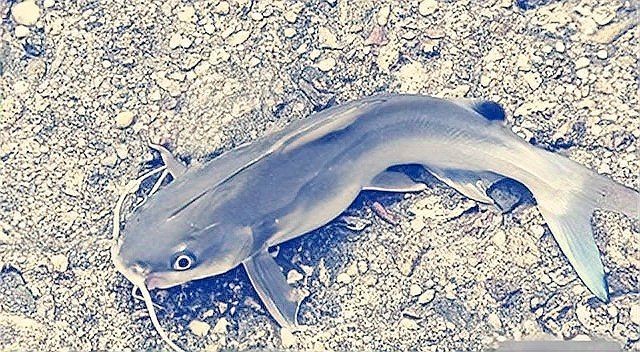 廣東埃及鯰魚能吃嗎【埃及塘鲺、革胡子鯰“變臟”之謎，釣魚人木木“變臟”之謎】