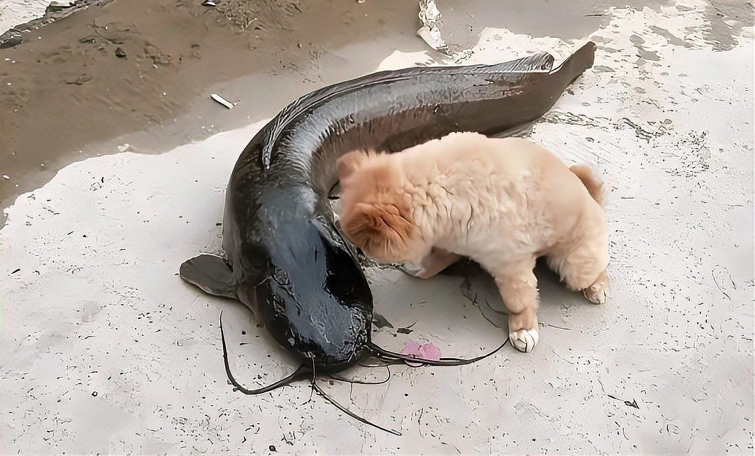 廣東埃及鯰魚能吃嗎【埃及塘鲺、革胡子鯰“變臟”之謎，釣魚人木木“變臟”之謎】