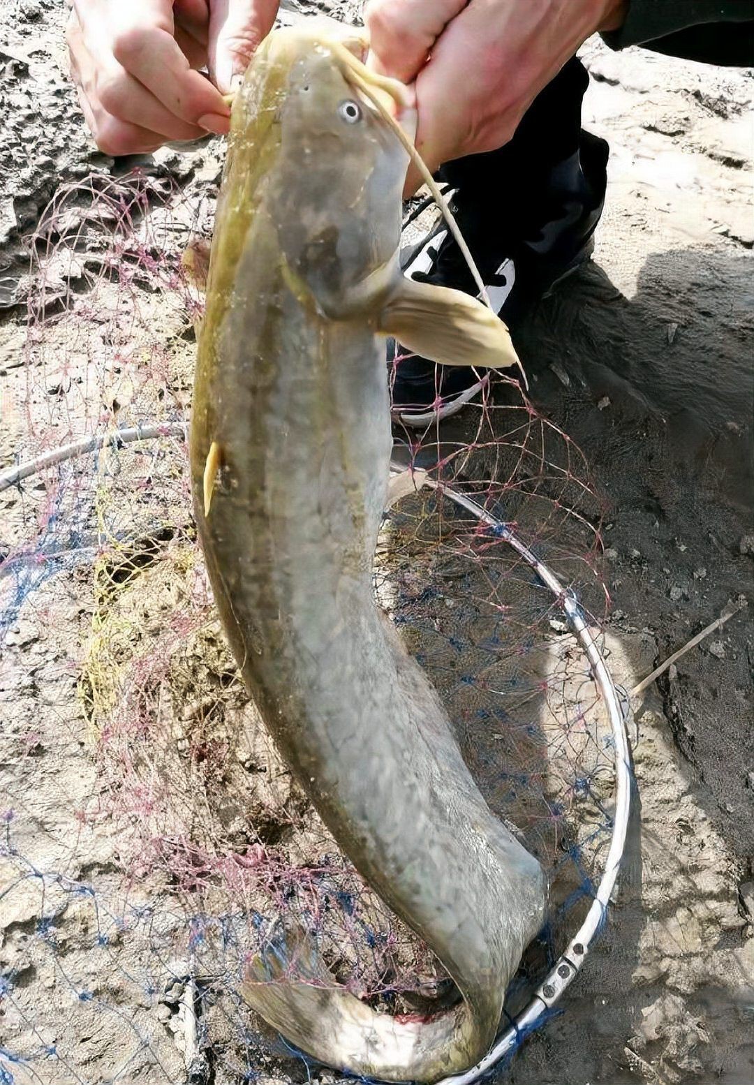 廣東埃及鯰魚能吃嗎【埃及塘鲺、革胡子鯰“變臟”之謎，釣魚人木木“變臟”之謎】