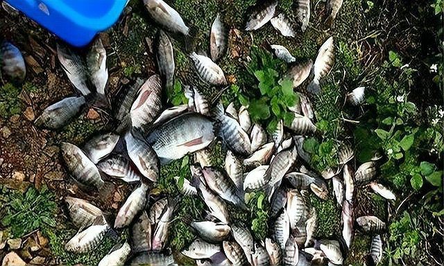 廣東埃及鯰魚能吃嗎【埃及塘鲺、革胡子鯰“變臟”之謎，釣魚人木木“變臟”之謎】