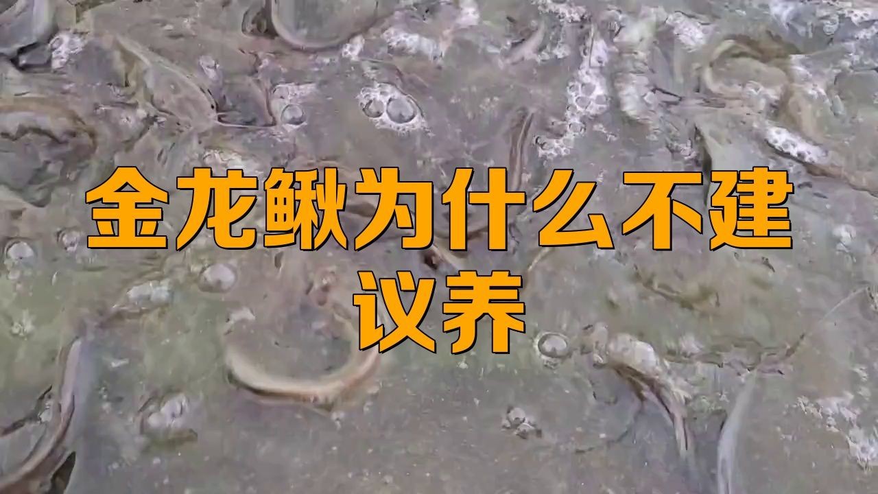 金龍?chǎng)q為什么不建議養(yǎng)【養(yǎng)殖金龍?chǎng)q的注意事項(xiàng)】