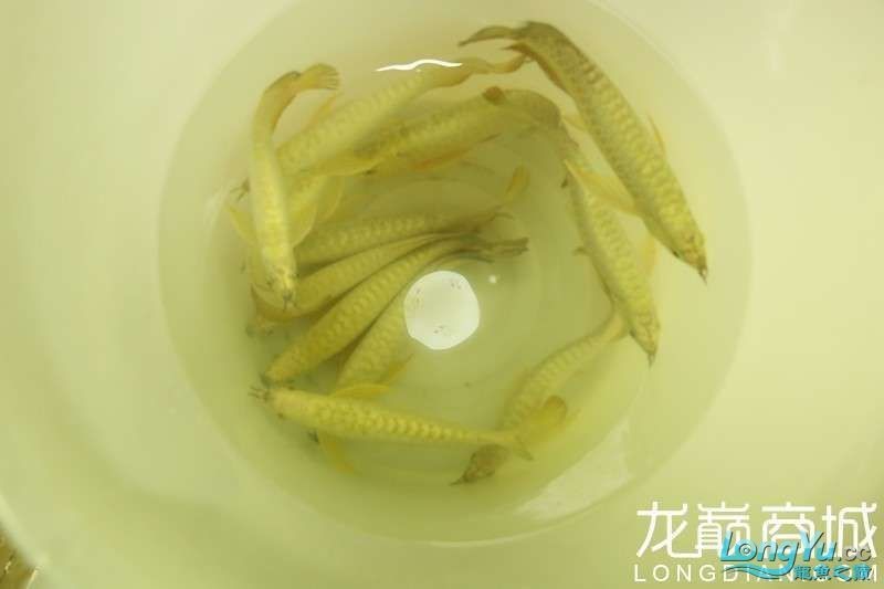 藍底金龍藍底快沒了最簡單處理方法【藍底過背金龍養法】