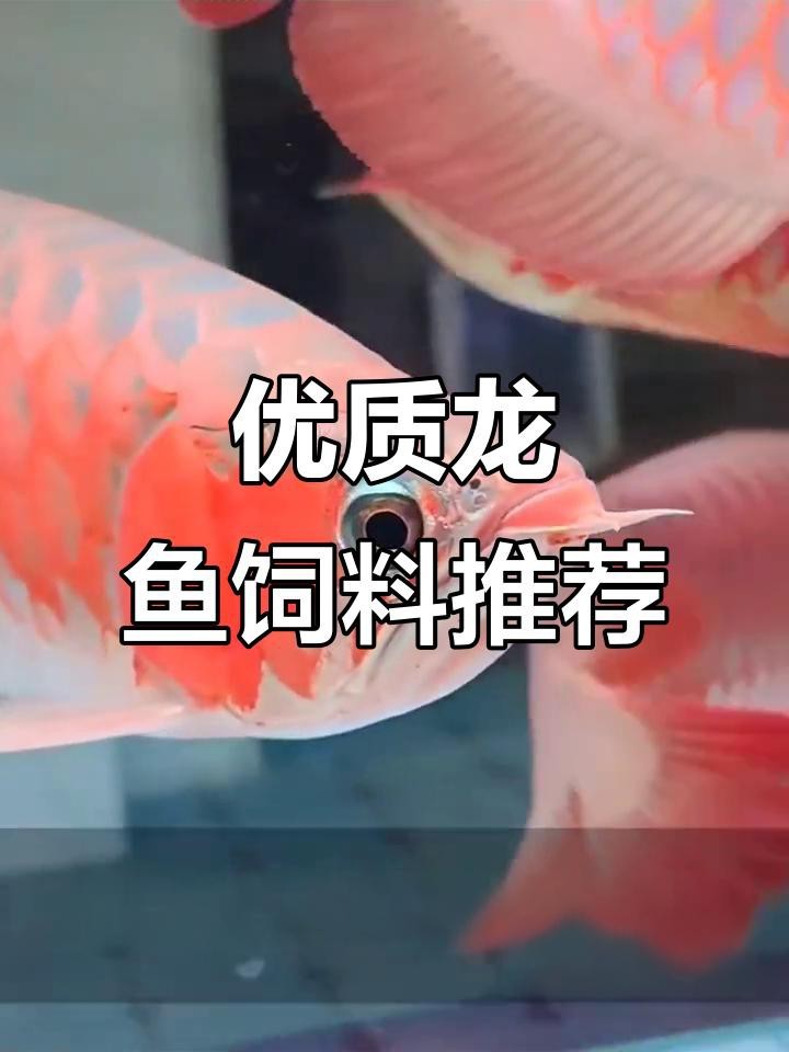 金龍魚(yú)幼苗的飼料品牌推薦【寵物智選貓龍魚(yú)專用飼料大揭秘,金龍銀龍都愛(ài)吃!】
