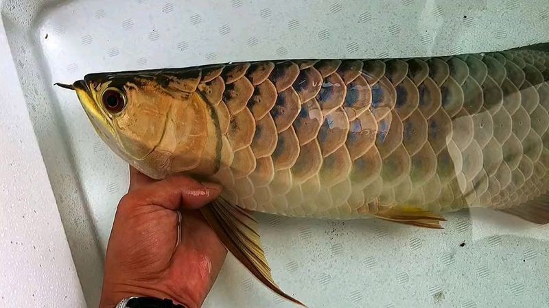 賽級藍底金龍最厲害三個魚【古典藍底過背金龍魚】