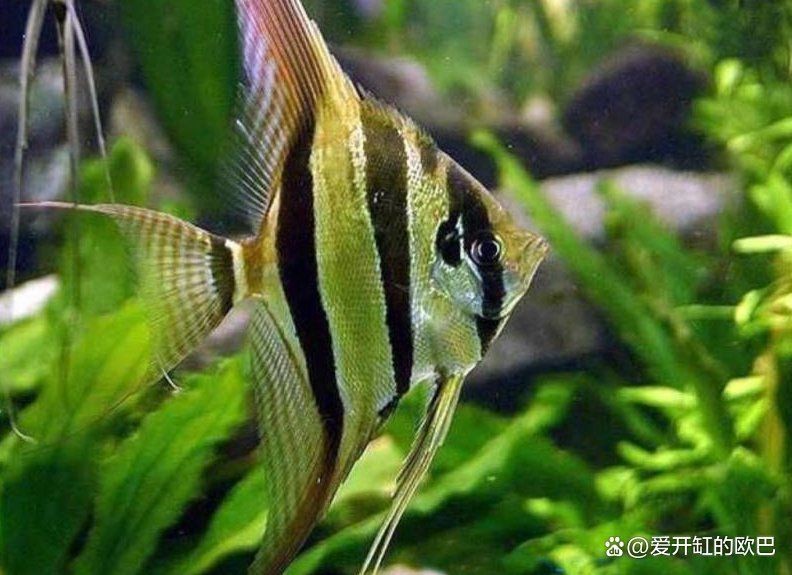 哪些魚新手不能碰【剛開(kāi)始養(yǎng)魚，這五種盡量先別碰】