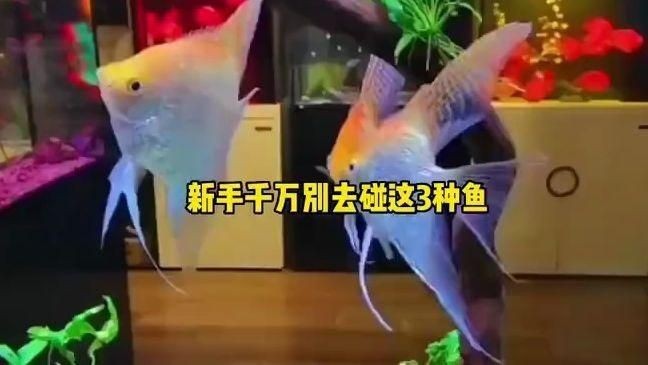 哪些魚新手不能碰【剛開(kāi)始養(yǎng)魚，這五種盡量先別碰】