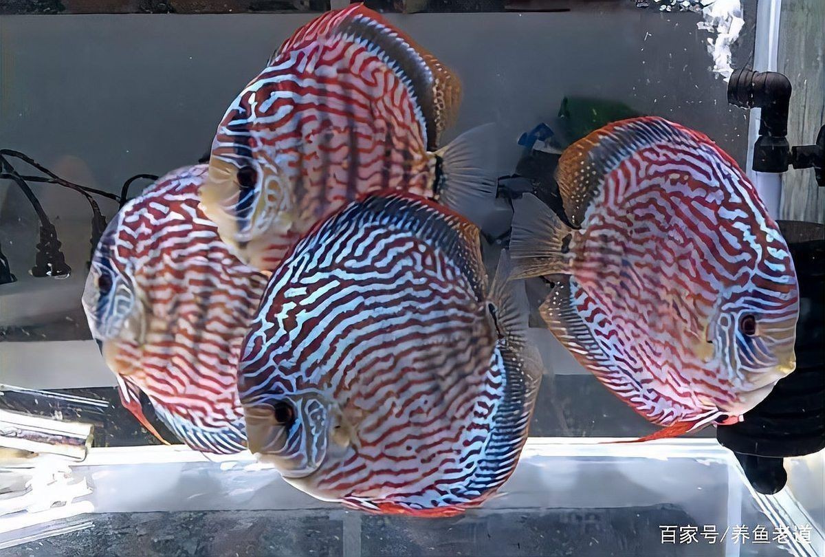哪些魚新手不能碰【剛開(kāi)始養(yǎng)魚，這五種盡量先別碰】
