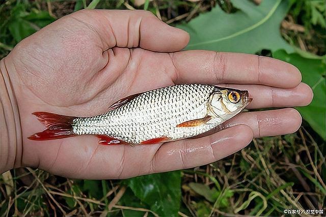 哪些魚新手不能碰【剛開(kāi)始養(yǎng)魚，這五種盡量先別碰】