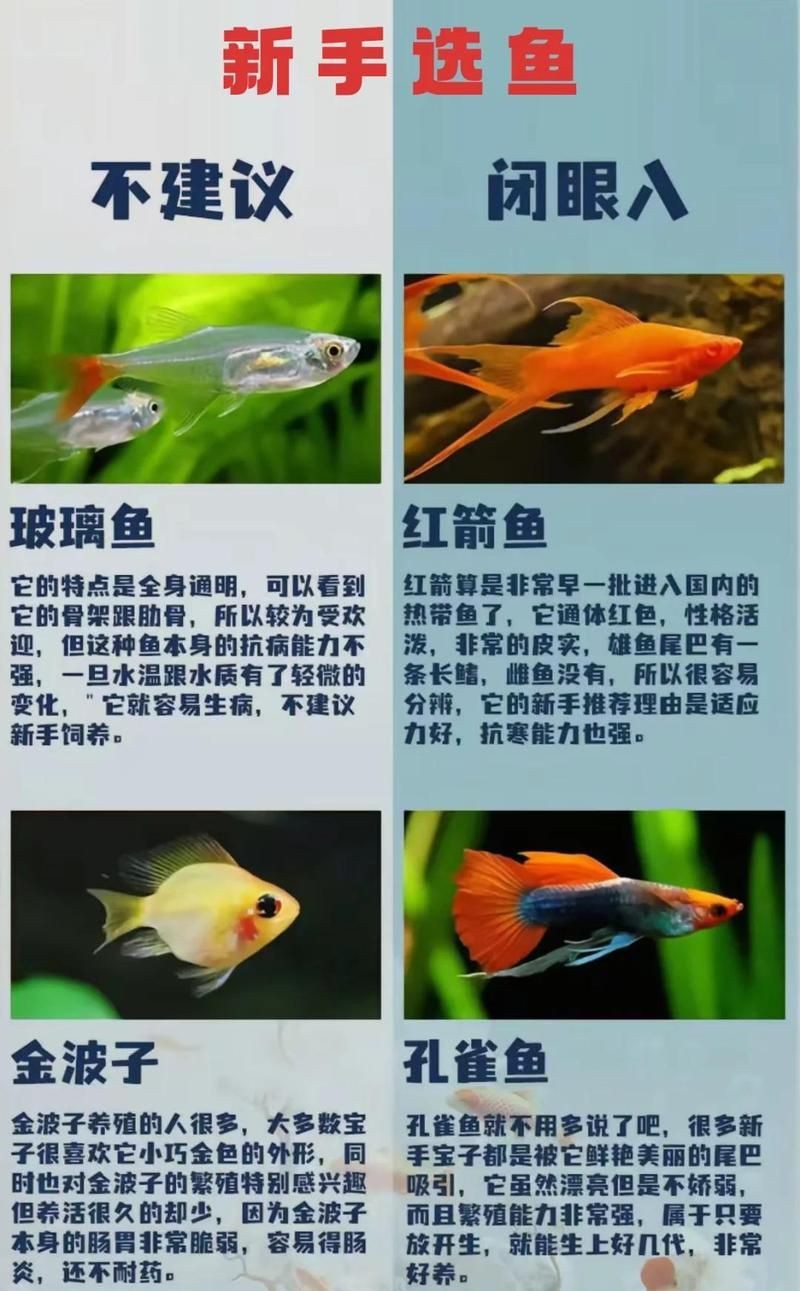 哪些魚新手不能碰【剛開(kāi)始養(yǎng)魚，這五種盡量先別碰】