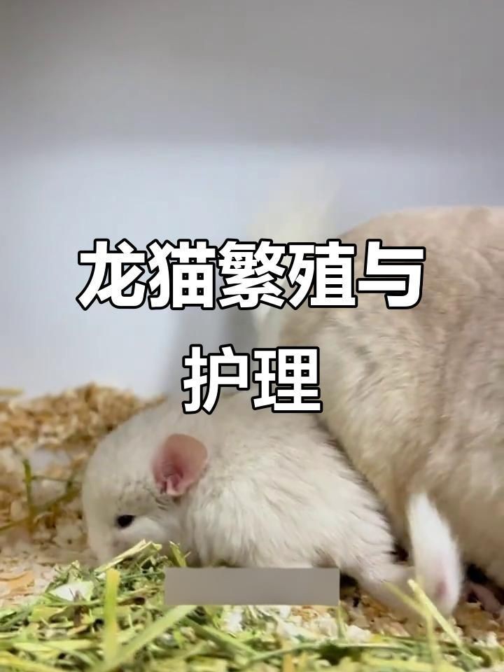龍貓的繁殖過程是怎樣的？【1112,龍貓繁殖全攻略】