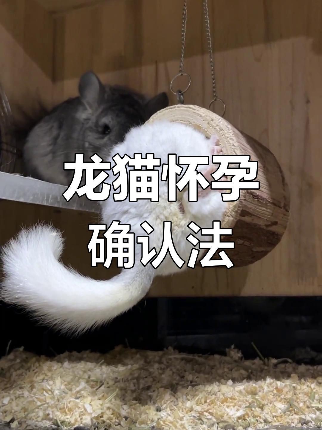 龍貓的繁殖過程是怎樣的？【1112,龍貓繁殖全攻略】
