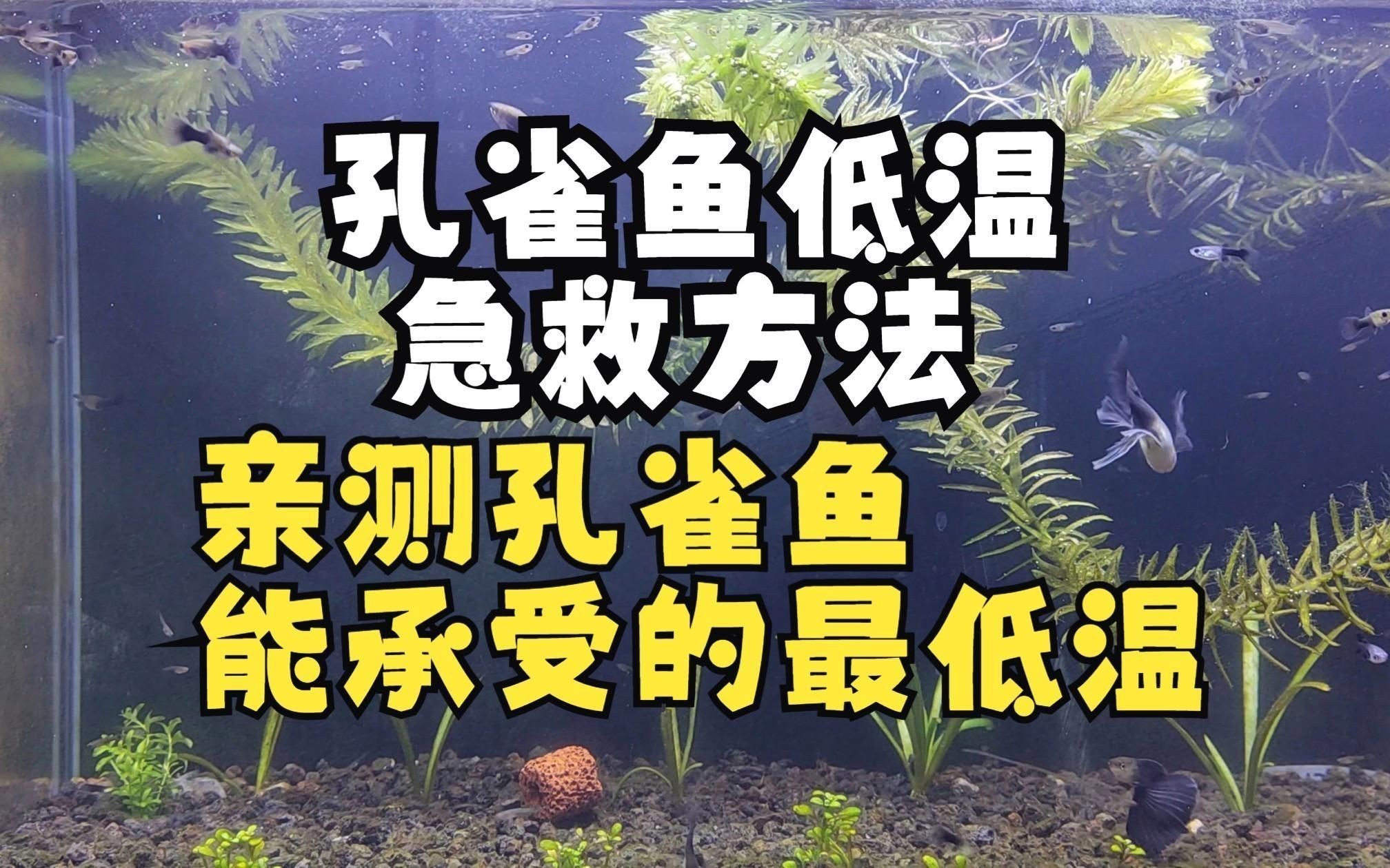 冷水孔雀魚 凍不死【孔雀魚低溫急救方法,親測孔雀魚能忍耐的最低溫度嗶哩嗶哩】